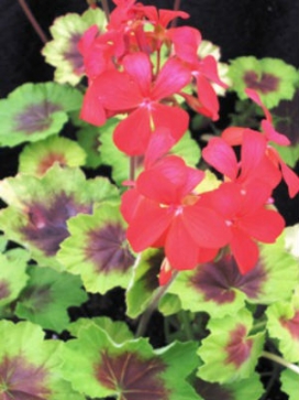 GERANIUM zonale Indian Dunes