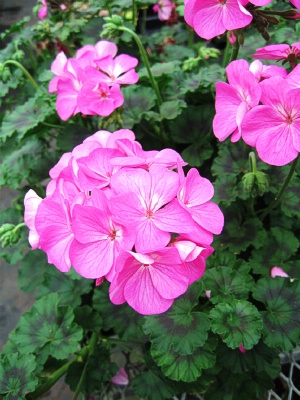 GERANIUM Pillar Pink 3' Column