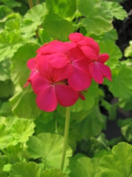 GERANIUM zonale Persian Queen