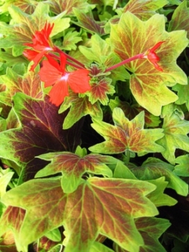 GERANIUM zonale Vancouver Centennial