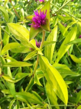 GOMPHRENA Cosmic Flare PPAF