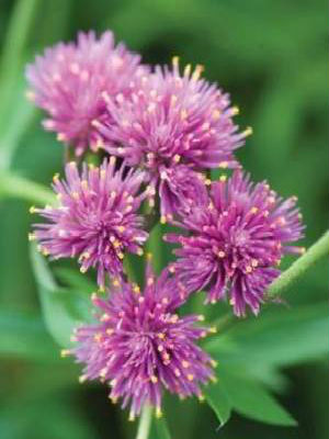 GOMPHRENA Fireworks