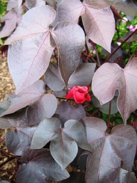 GOSSYPIUM herbaceum Nigra Black Cotton