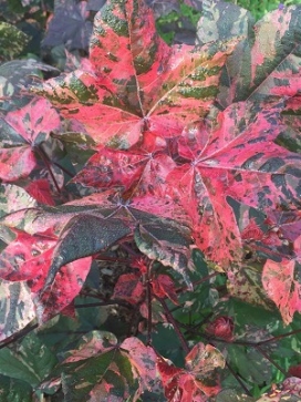 GOSSYPIUM herbaceum 'Albe Red' Variegated