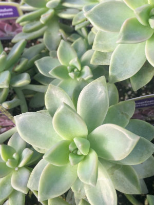 GRAPTOPETALUM paraguayense