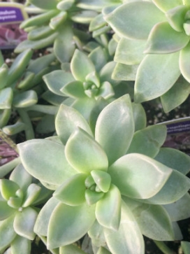 GRAPTOPETALUM paraguayense