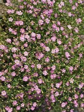 GYPSOPHILA muralis Gypsy Deep Rose