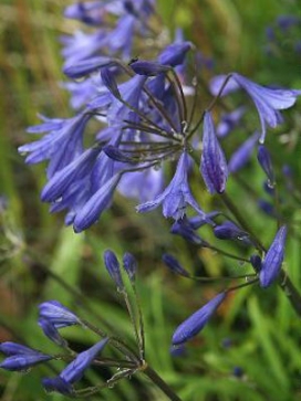 AGAPANTHUS Lapis