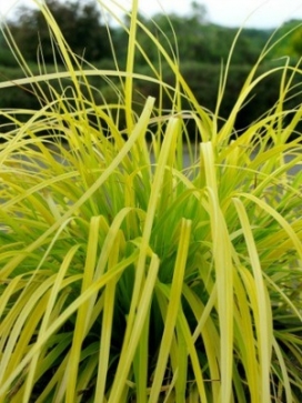 CAREX oshimensis Everillo