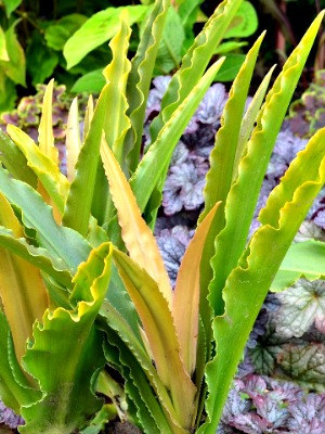 EUCOMIS Glow Sticks