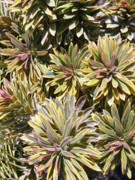 EUPHORBIA Ascot Rainbow