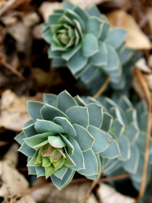 EUPHORBIA myrsinites