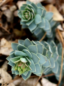 EUPHORBIA myrsinites
