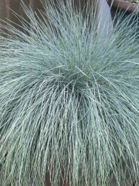 FESTUCA glauca Festina Blue