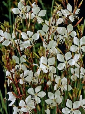 GAURA lindheimeri Whirling Butterflies