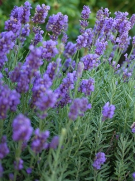 LAVANDULA Phenomenal