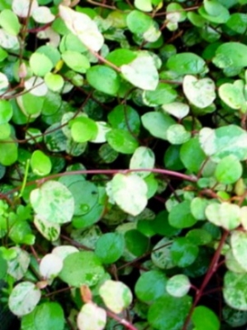 MUEHLENBECKIA axillaris Variegated