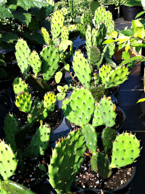 OPUNTIA humifusa Prickly Pear Cactus