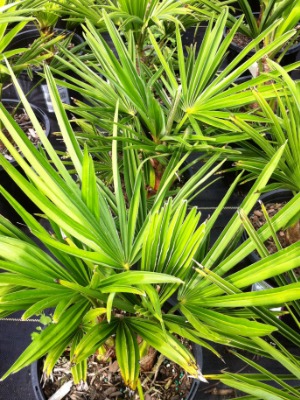 TRACHYCARPUS fortunei Landcraft