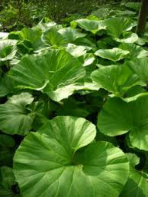 PETASITES japonica