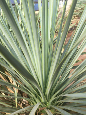 YUCCA rostrata 'Super Blue'