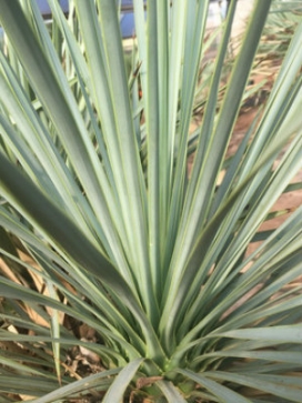 YUCCA rostrata 'Super Blue'