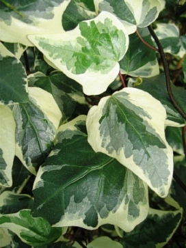 HEDERA Variegated Algerian Ivy