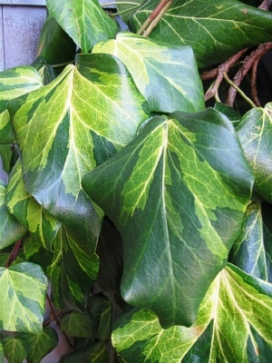 HEDERA culchica Sulfur Heart Tripod