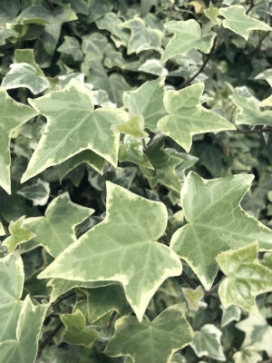 HEDERA helix Variegated English Ivy