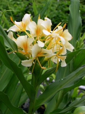 HEDYCHIUM coronarium Daniel Weeks