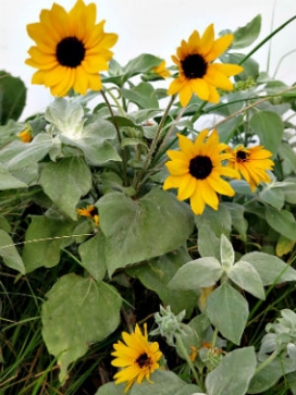 HELIANTHUS argophyllus Japanese Silver Leaf