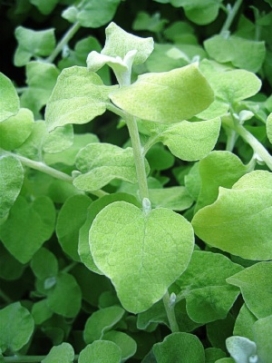 HELICHRYSUM p. Limelight 3' Column