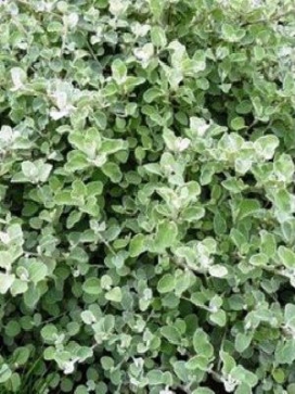 HELICHRYSUM p. minus Silver Mist