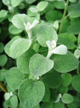 HELICHRYSUM petiolare 3' column