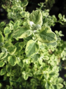 HELICHRYSUM p. Variegata 3' column