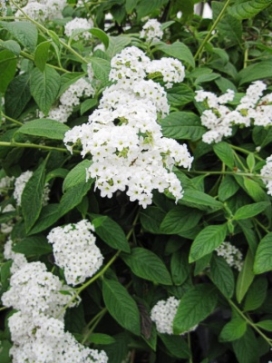 HELIOTROPE arborescens Alba