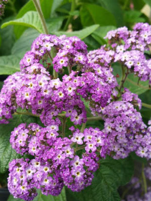 HELIOTROPE Marine