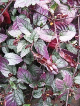 HEMIGRAPHIS colorata Exotica Purple Waffle Plant
