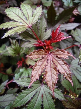 HIBISCUS acetosella Jungle Red
