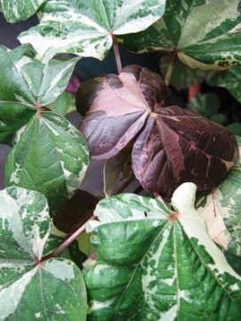 HIBISCUS tiliaceus Tricolor