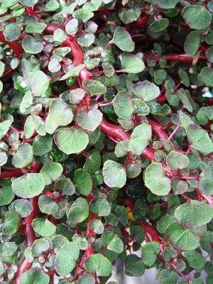 IMPATIENS repens Creeping Impatiens