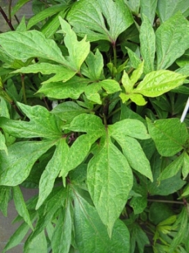 IPOMOEA batatas # 99