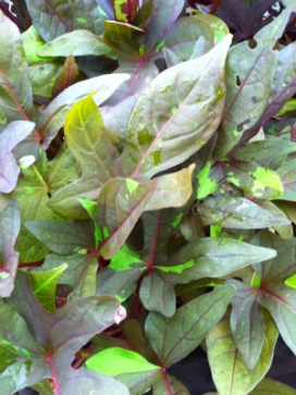 IPOMOEA batatas Kelly Ray