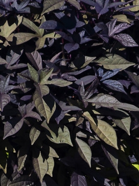 IPOMOEA batatas Blackie