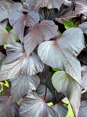 IPOMOEA batatas Bewitched After Midnight