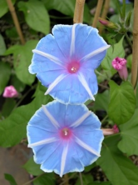 IPOMOEA Chiaki