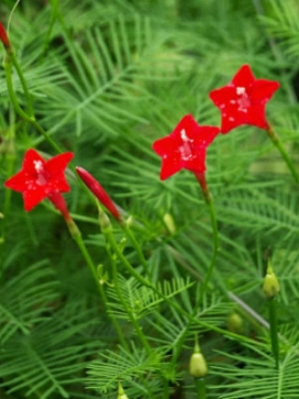 IPOMOEA Cypress Vine