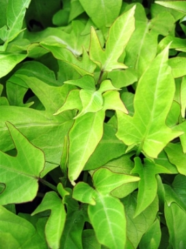 IPOMOEA batatas Compact Marguerite