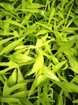 IPOMOEA batatas Illusion Emerald Lace