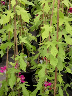 IPOMOEA Golden Chain